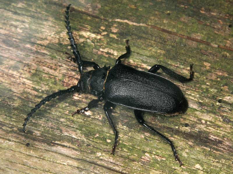 Prionus coriarius (Linnaeus, 1758)